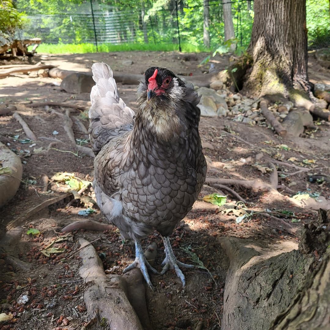 One of our Ameraucana hens out on pasture