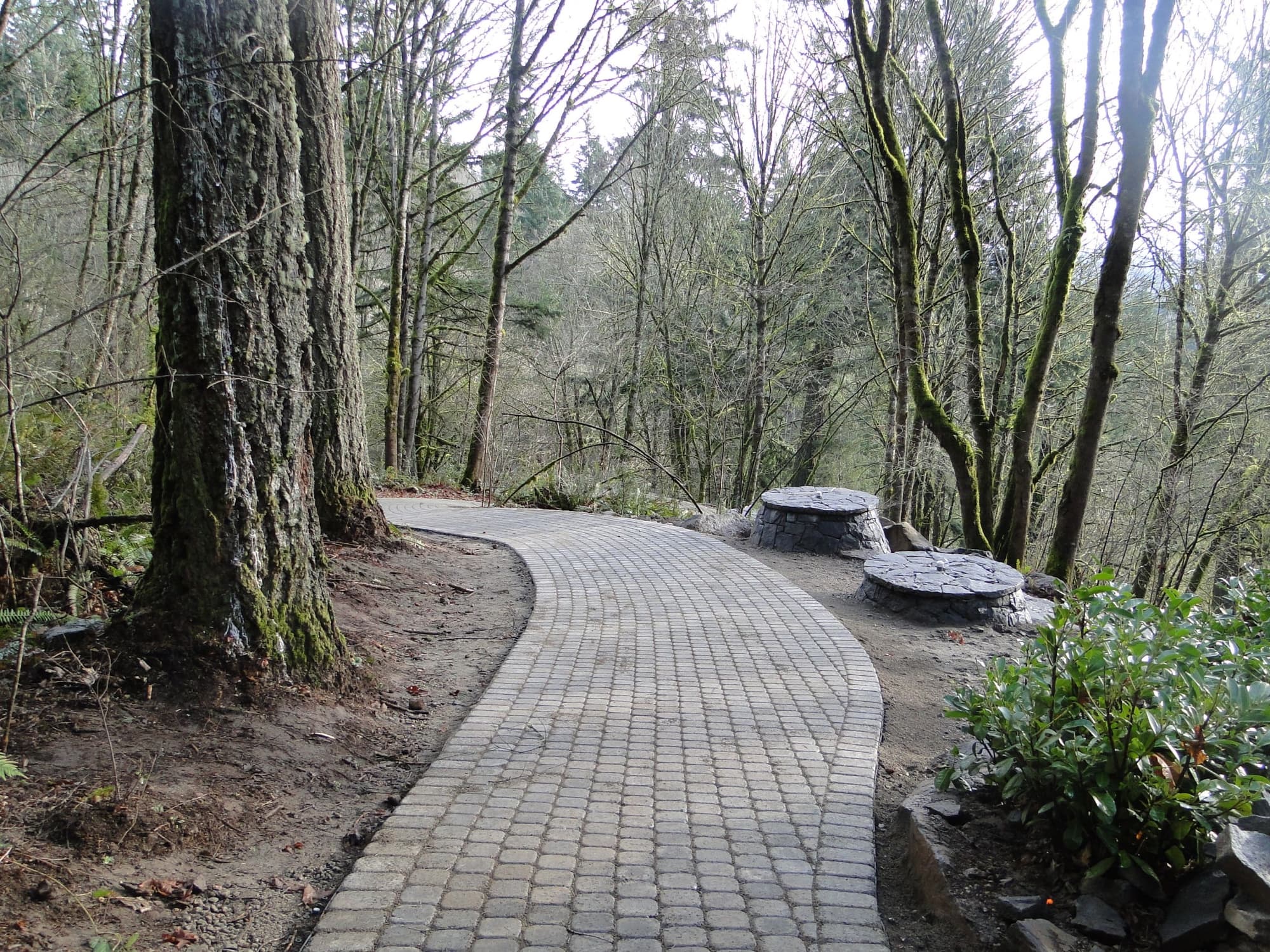 Curved paver forest path