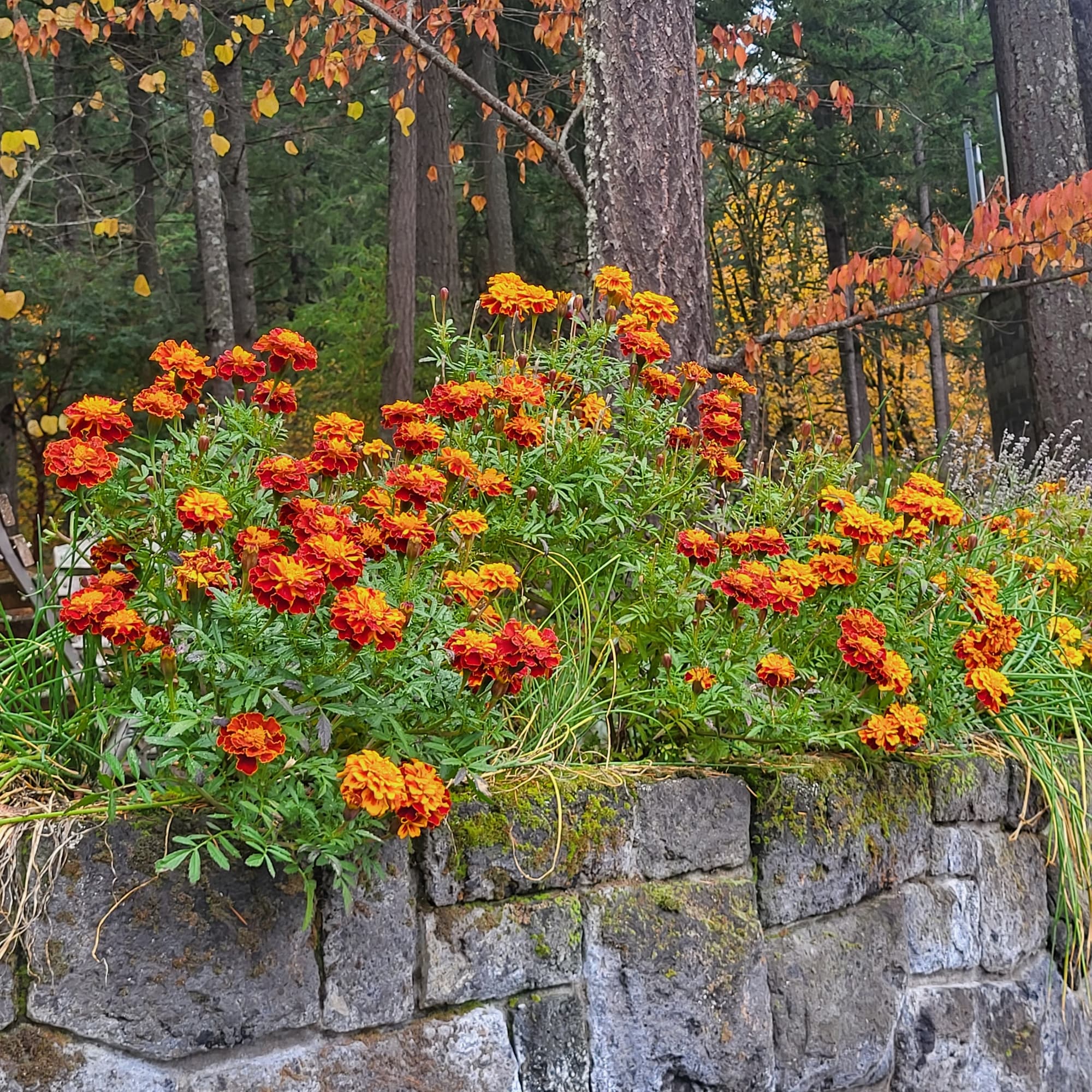 Marigolds stone wall autumn