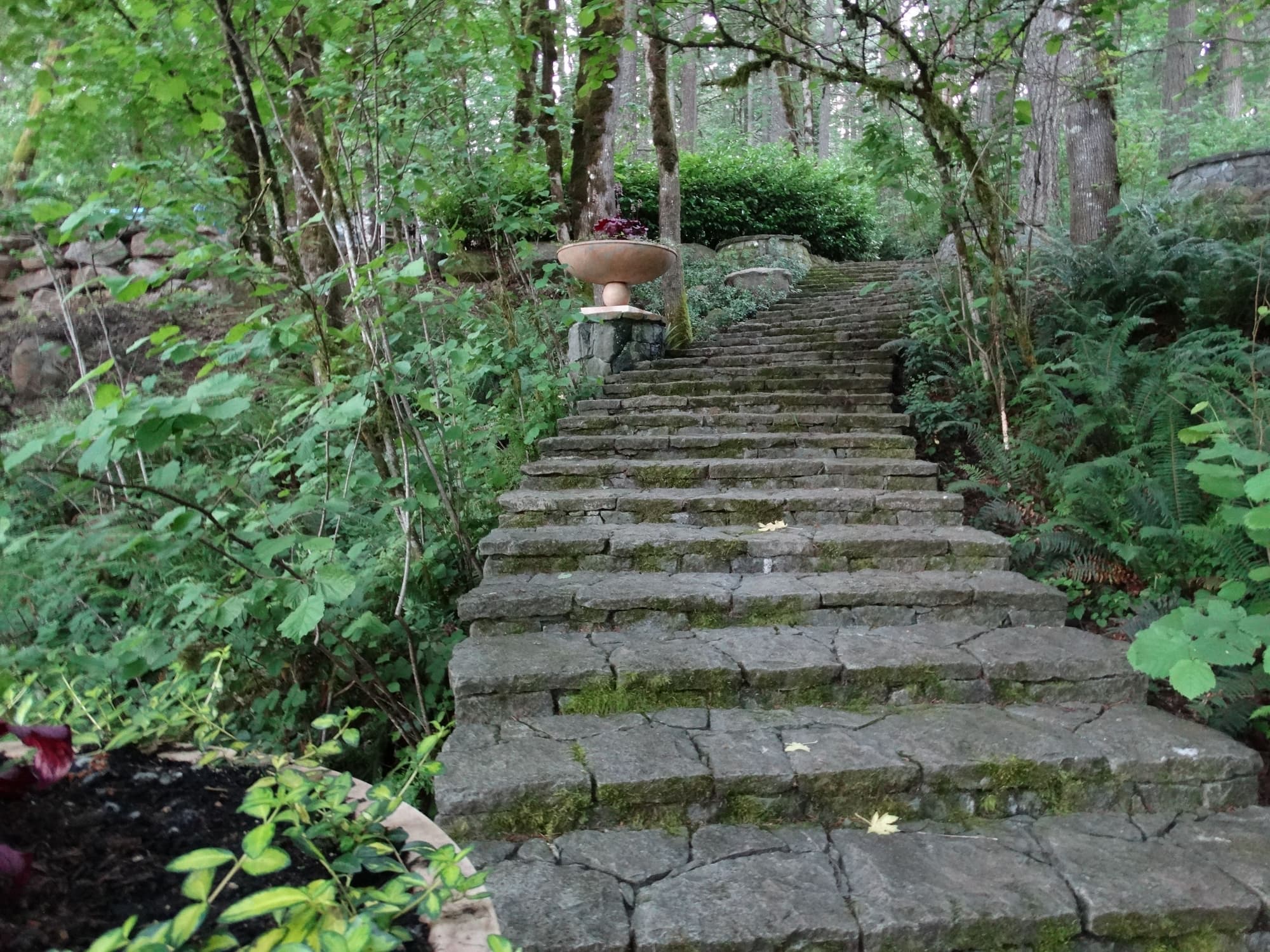 Mossy stone steps forest