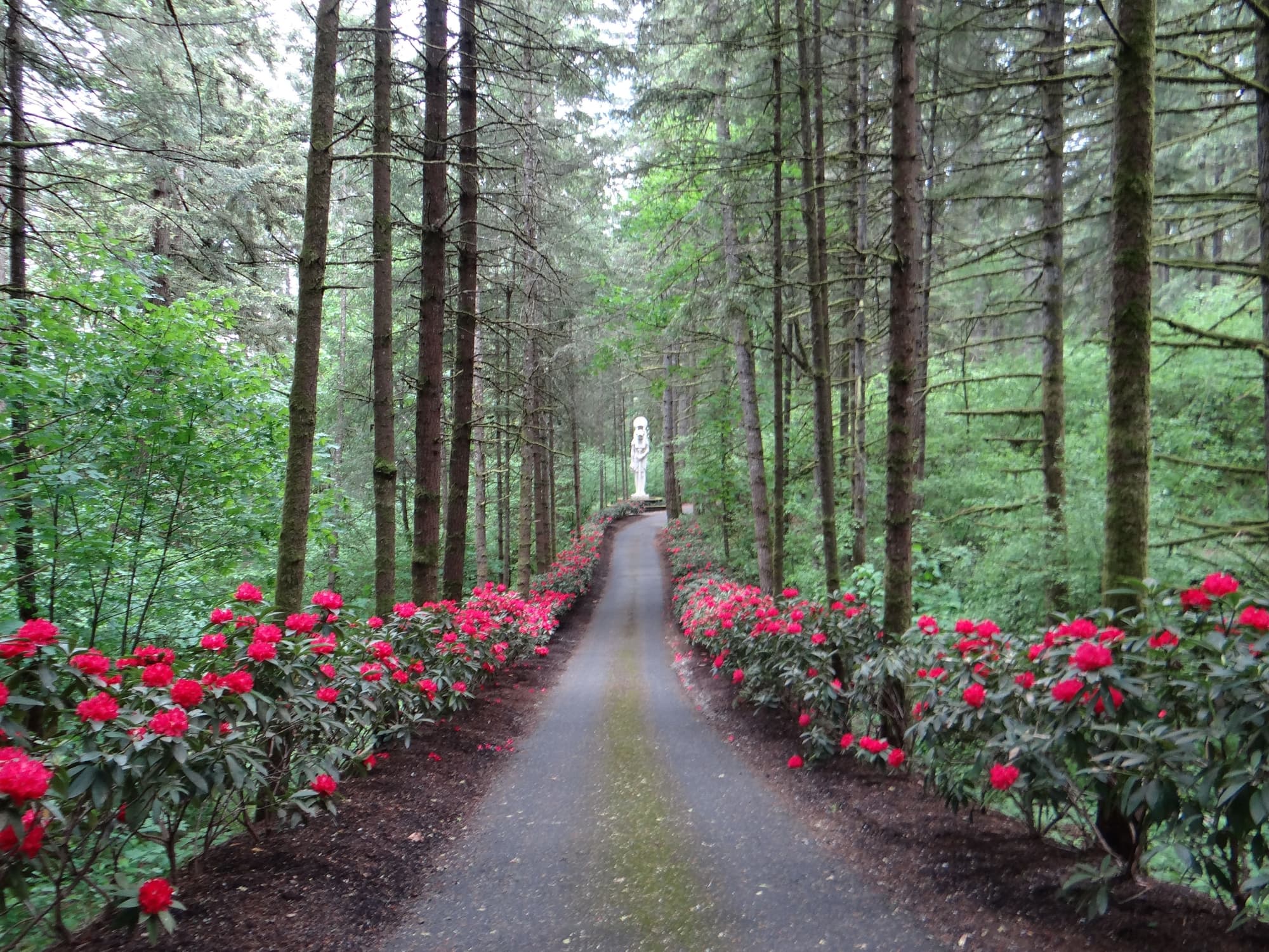 Rhododendron driveway white statue