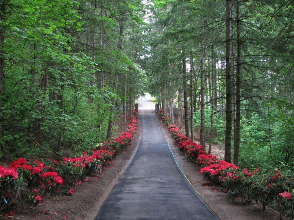 Rhododendron lined forest driveway