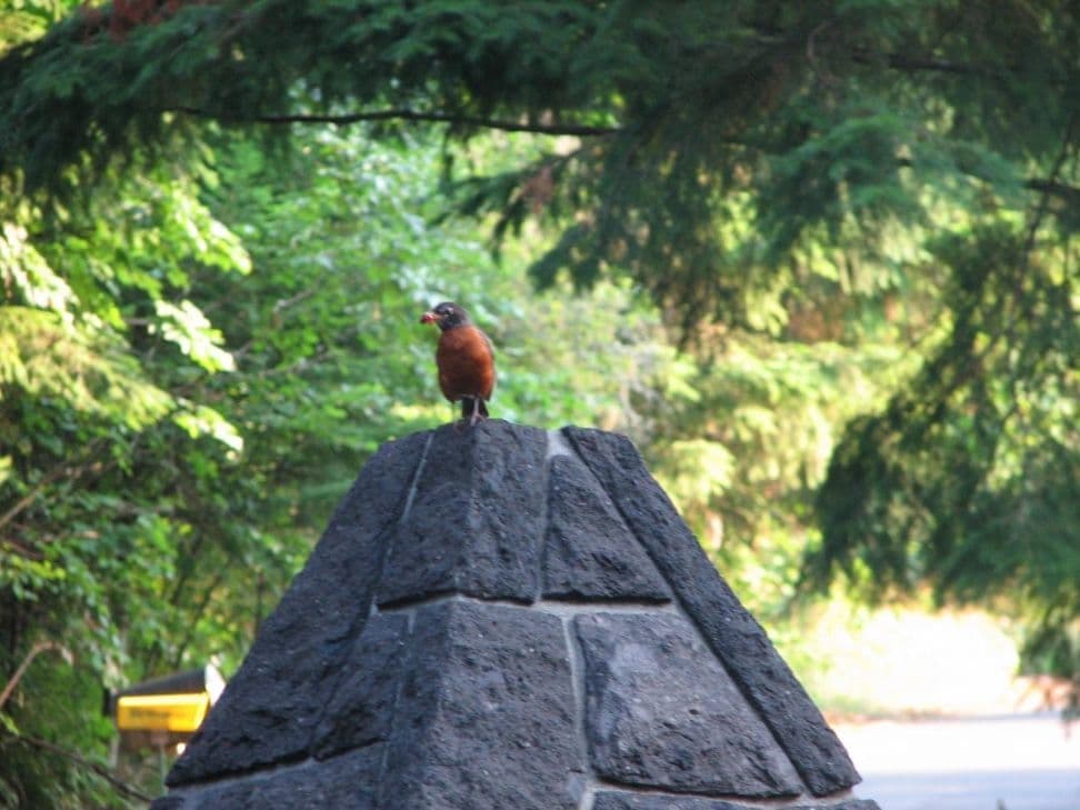 Robin perched stone pyramid