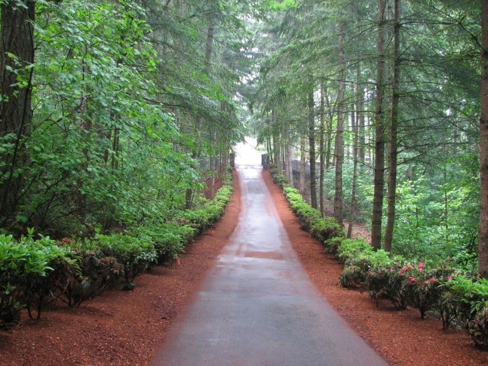 Wet driveway shrub lined forest