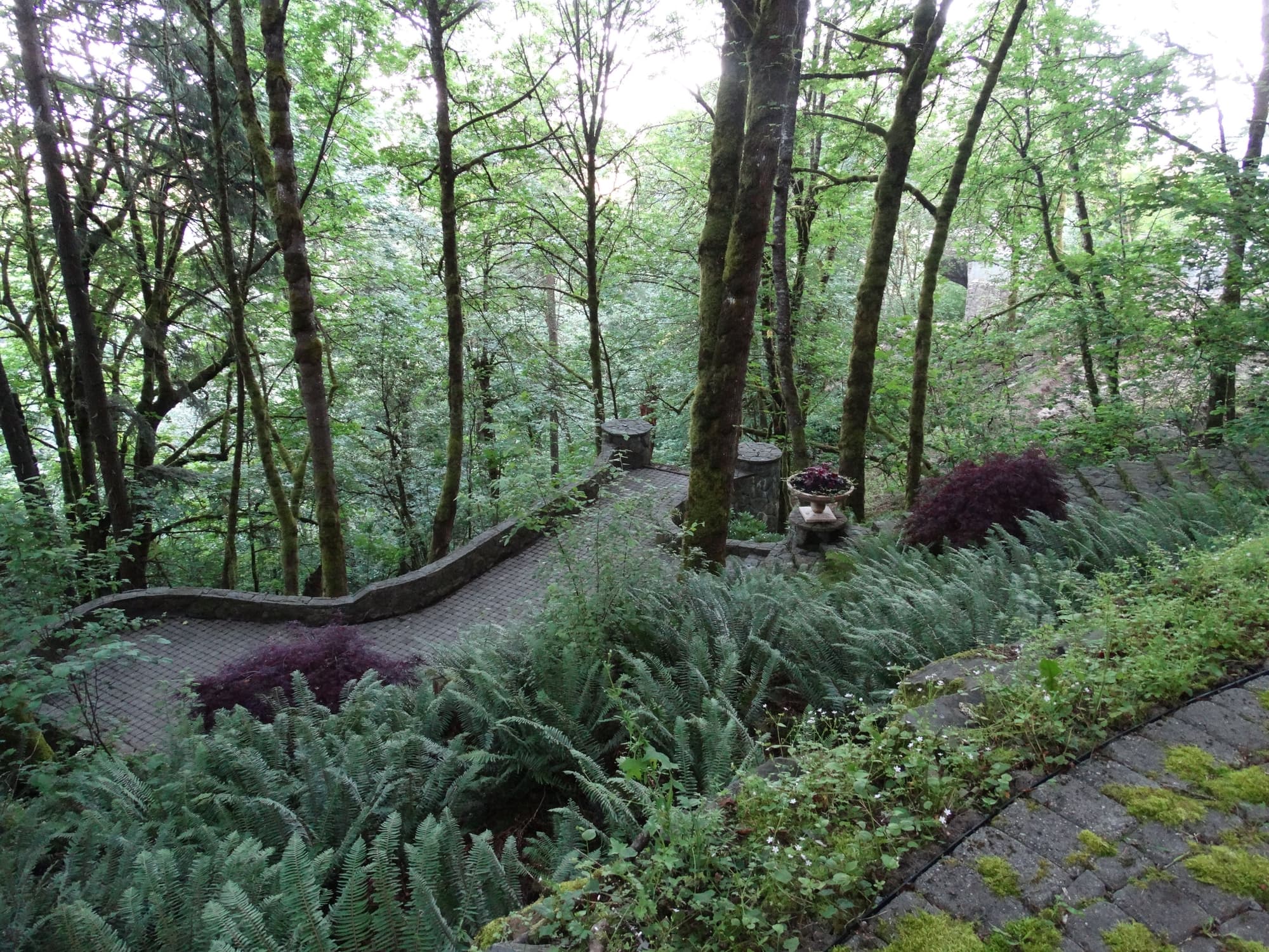 Winding paver walkway ferns